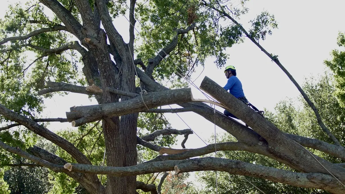Professional Crown Thinning performed by certified arborists in Brookshire
