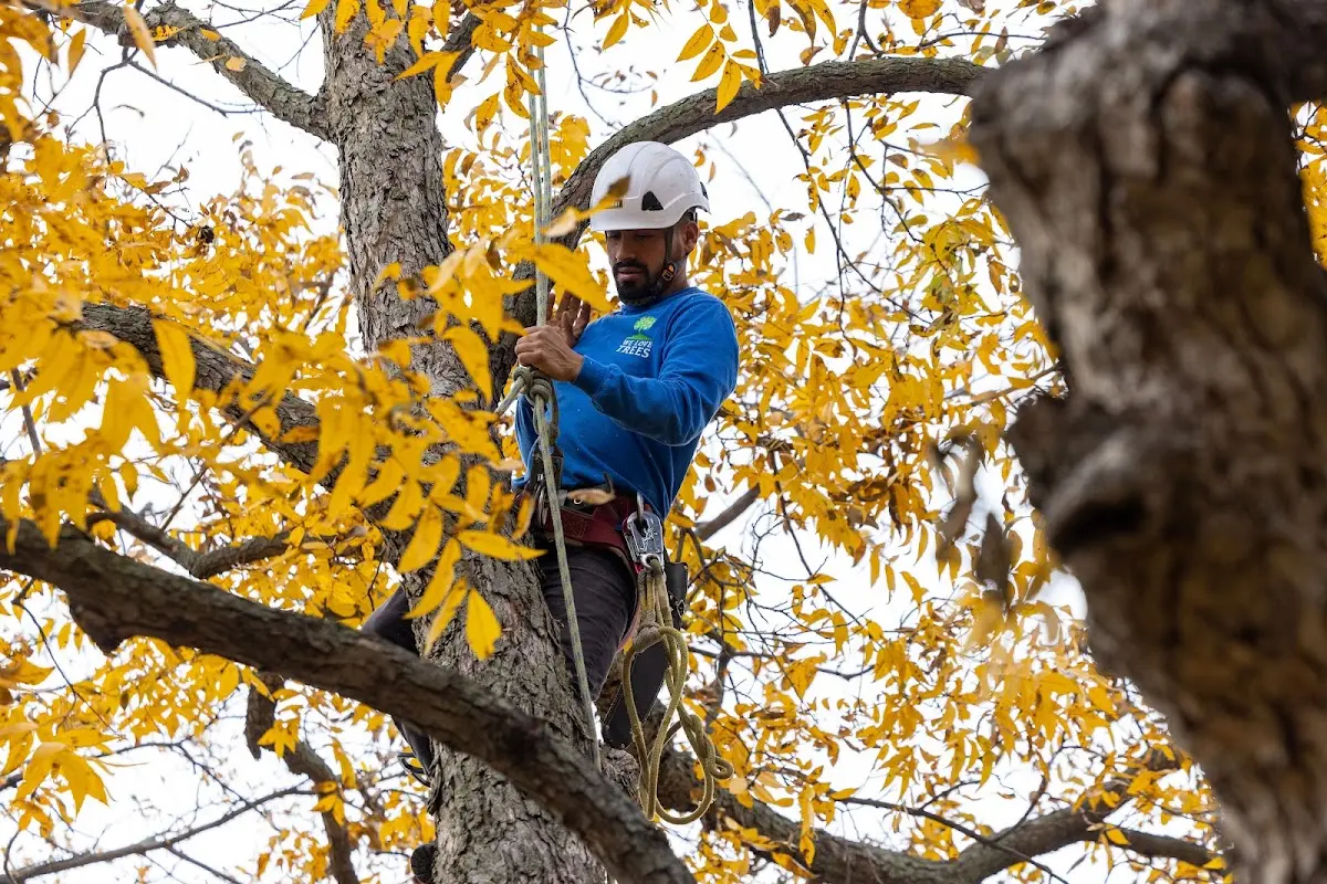 Skilled Tree Planing crew working in Brookshire